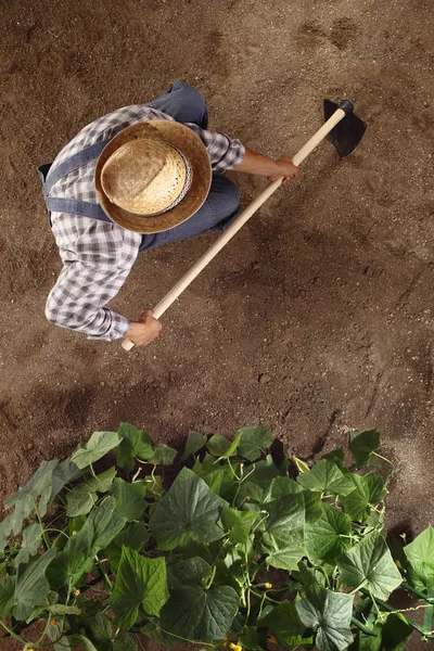 Man Boer Werken Met Een Schoffel Moestuin Schoffelen Van Bodem — Stockfoto