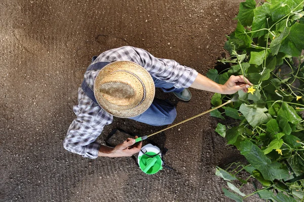 Man Boer Werken Moestuin Bestrijdingsmiddelen Sprays Voor Planten Bovenaanzicht Ruimte — Stockfoto