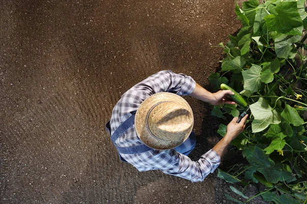 Человек Фермер Работающий Огороде Собирает Огурец Вид Сверху Копировать Шаблон — стоковое фото