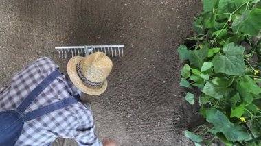 toprak bir salatalık bitki, üstten görünüm ve kopya alanı şablonu yakın yan yatan adam çiftçi sebze bahçesi, komisyon ile çalışma