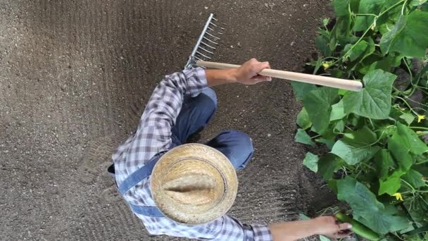 Man Jordbrukare Som Arbetar Grönsakslandet Kontrollera Plantor Gurka Ovanifrån Och — Stockvideo