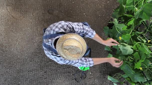 Homem Agricultor Que Trabalha Horta Cuidar Uma Planta Pepino Vista — Vídeo de Stock