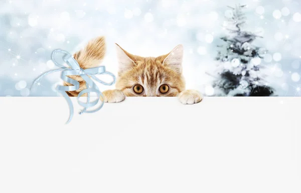 Christmas Ingefära Katt Presentkort Med Träd Och Blå Band Rosett — Stockfoto