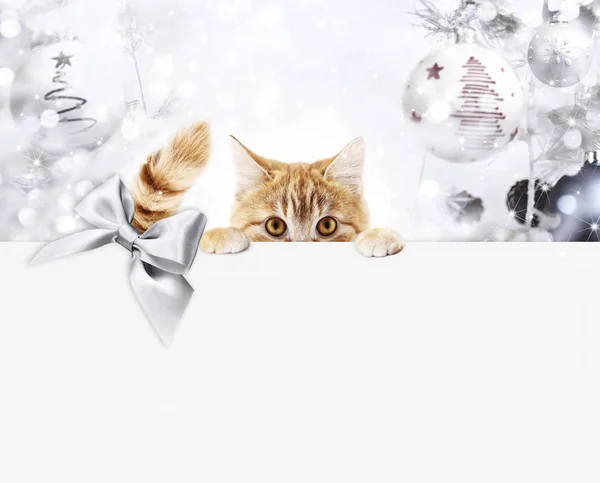 크리스마스 고양이 템플릿 — 스톡 사진