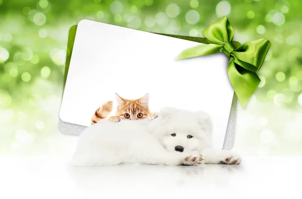 merry christmas signboard or gift card for pet shop or vet clinic, white dog and ginger cat pets isolated on white card with green ribbon bow on blurred green xmas lights, copy space blank background