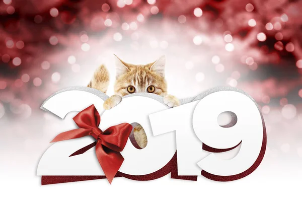 Imbir Cat Wyświetlono Tekst Nowy Rok 2019 Czerwoną Wstążką Łuku — Zdjęcie stockowe