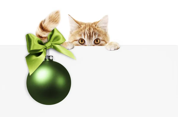 圣诞快乐招牌或礼品卡宠物店或兽医诊所 姜猫显示白色卡片与绿色圣诞球和丝带弓 查出在白色 拷贝空间空白背景 — 图库照片