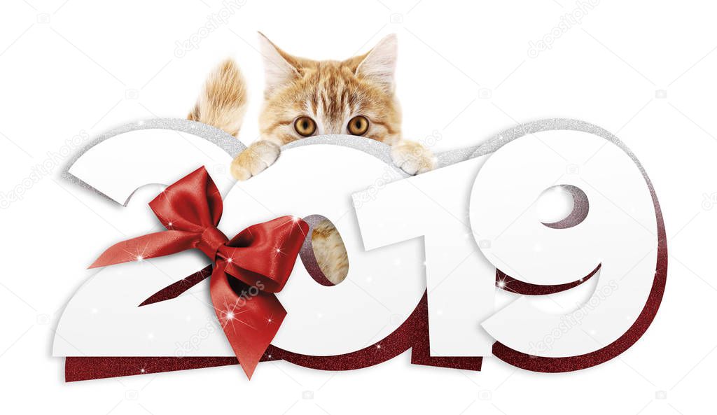 ginger cat showing happy new year 2019 text with red ribbon bow isolated on white background, christmas signboard or gift card for pet shop or vet clinic