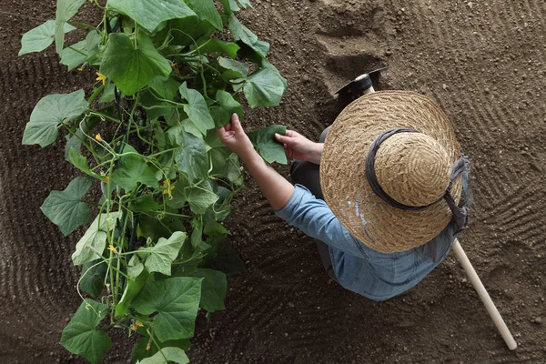 Vrouw Boer Werken Moestuin Controleren Bladeren Van Komkommers Bovenaanzicht Ruimte — Stockfoto