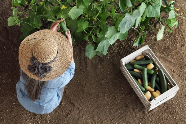 Женщина Фермер Работающая Огороде Собирает Огурец Водной Коробке Вид Сверху — стоковое фото