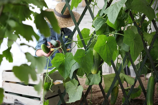 Vrouw Boer Werken Moestuin Verzamelt Een Komkommer Wodden Vak — Stockfoto