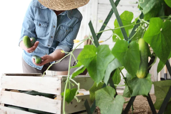 Petani Wanita Yang Bekerja Kebun Sayuran Mengumpulkan Mentimun Kotak Wodden — Stok Foto