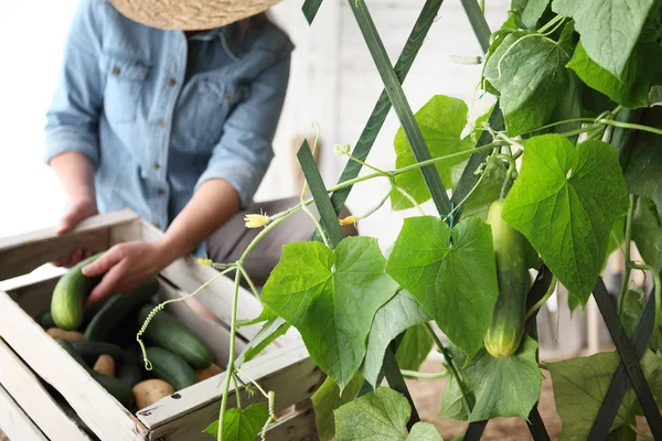Petani Wanita Yang Bekerja Kebun Sayuran Mengumpulkan Mentimun Kotak Wodden — Stok Foto