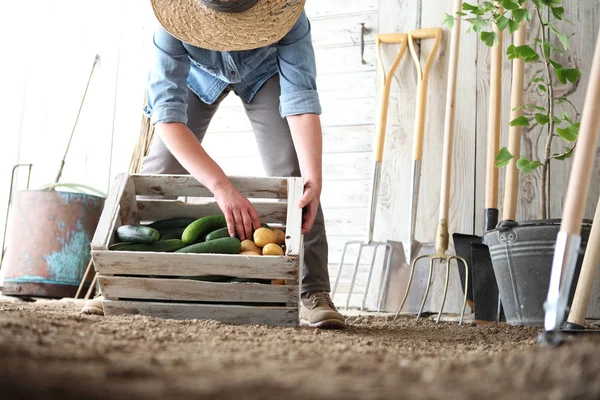 Növényi Kert Gazdaság Fából Készült Doboz Farm Zöldség Őszi Szüreti — Stock Fotó