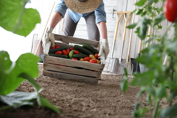 Wanita Kebun Sayuran Memegang Kotak Kayu Dengan Sayuran Pertanian Panen — Stok Foto