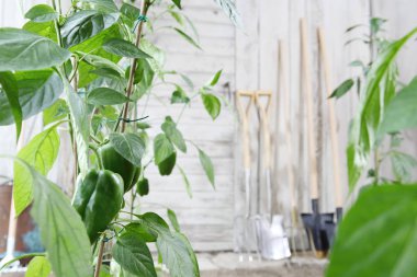 tatlı biber tesisleri ve donanımları, sebze bahçesi için ahşap beyaz duvara Bahçe aletleri sağlıklı organik gıda üretmek kavramı