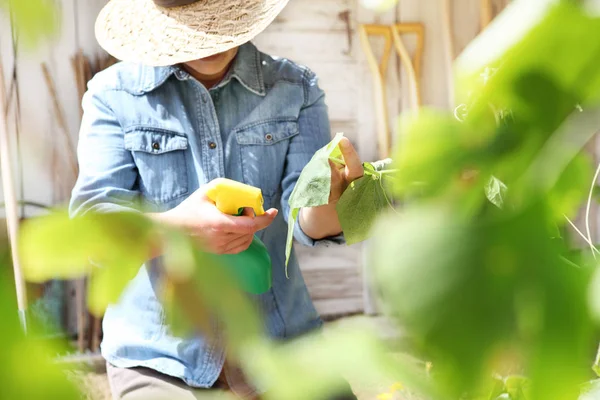 Wanita Kebun Sayur Semprotan Pestisida Pada Daun Tanaman Perawatan Tanaman — Stok Foto