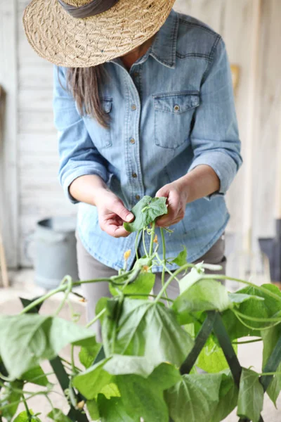 農家の女性が家庭菜園での作業確認キャタピラー ケアの成長概念の植物の植物の葉 — ストック写真