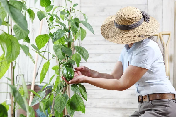 Vrouw Die Werkt Moestuin Check Groene Paprika Groeien Plant Verzorging — Stockfoto