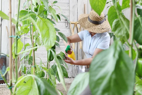 Vrouw Moestuin Spuit Bestrijdingsmiddelen Bladeren Van Plant Verzorging Van Planten — Stockfoto