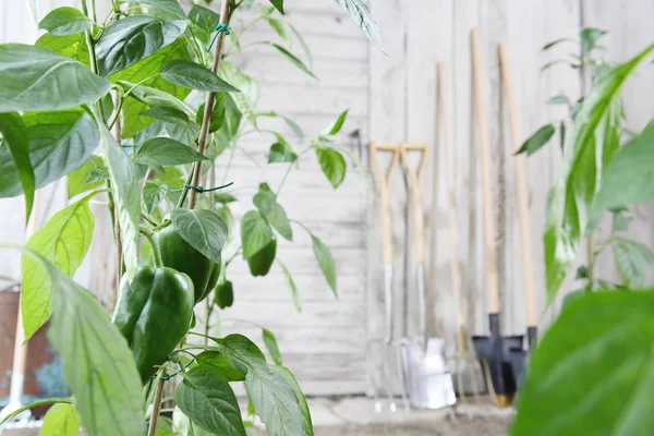 健康的な有機食品生産コンセプト ピーマン植物や木製の白い壁 家庭菜園用の園芸ツール — ストック写真