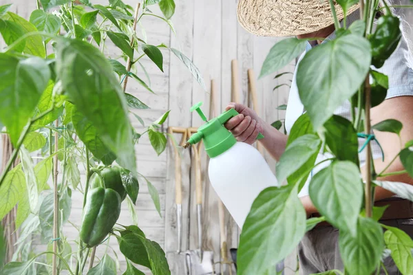 Wanita Kebun Sayur Semprotan Pestisida Pada Daun Tanaman Perawatan Tanaman — Stok Foto
