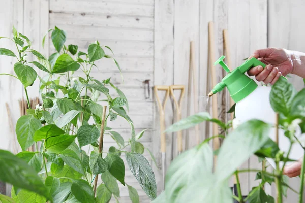 ケアの成長概念の植物の植物の葉を野菜庭スプレー殺虫剤で手 — ストック写真