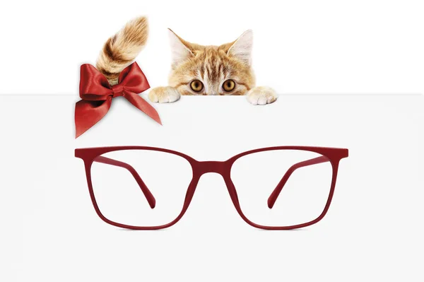 Tarjeta Regalo Gafas Navidad Gato Jengibre Con Gafas Rojas Lazo — Foto de Stock