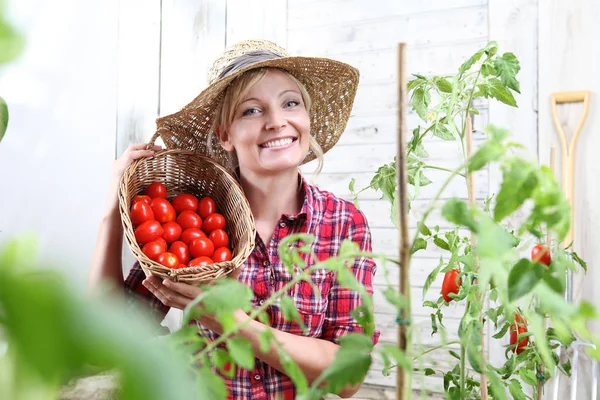 Wanita Tersenyum Kebun Sayuran Menunjukkan Keranjang Wicker Penuh Tomat Ceri — Stok Foto