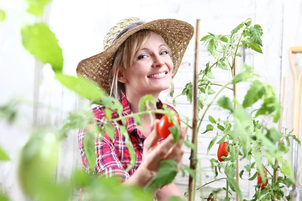 菜園で女性の笑みを浮かべて 手摘みのチェリー トマトをクローズ アップ — ストック写真