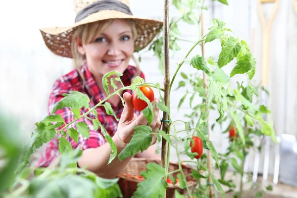 Wanita Tersenyum Kebun Sayuran Tangan Memetik Tomat Ceri Menutup — Stok Foto