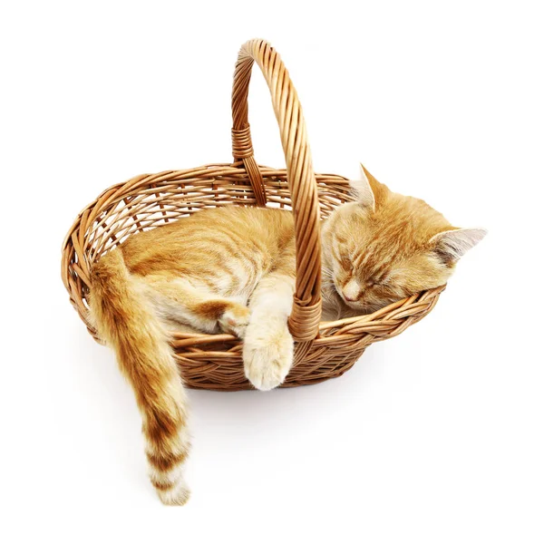 白い背景に分離された枝編み細工品バスケット内に生姜猫眠る — ストック写真