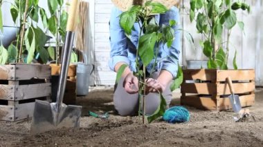 Böylece bitkilerin dolu ahşap kutular büyüyebilir sebze bahçesinde iş kadın tatlı biber bitki Bambu stick bağlar.