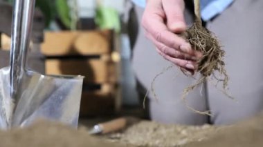 sebze bahçesinde bitki büyüyebilir, kökleri için Temizleme tarafından toprağa dikim eller iş kadın yakın çekim