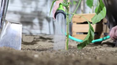 Sebze Bahçe su tatlı biber bitki bahçe hortumu ile ahşap kutular bitkilerin tam büyüyebilir, kadın eser