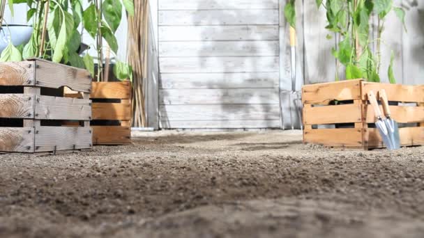 Woman Work Vegetable Garden Digging Spring Soil Shovel Wooden Boxes — Stock Video