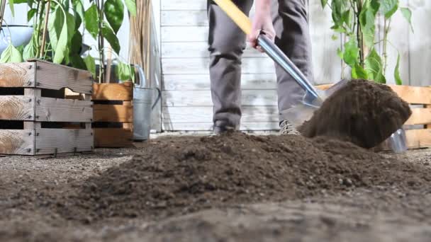 Ženská Práce Půdě Jarní Zeleninové Zahrady Kopání Lopatou Poblíž Dřevěné — Stock video