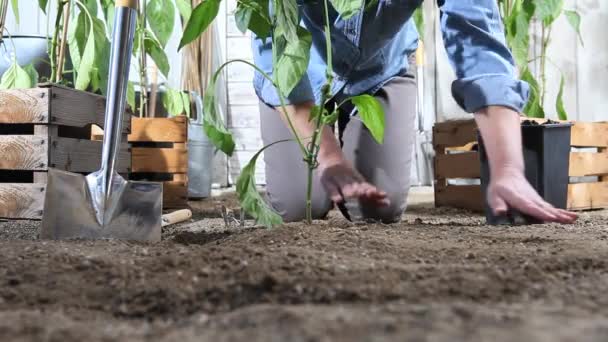 Mulher Trabalho Horta Lugar Planta Pimenta Doce Pote Chão Para — Vídeo de Stock