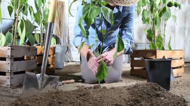 Женщина Работает Овощном Огороде Место Сладкий Перец Растение Горшка Землю — стоковое видео