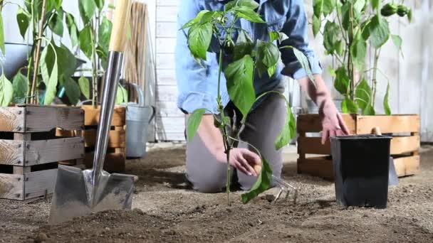 女性は地面のポットから野菜の庭の場所の甘いコショウの植物で働く植物で一杯の木箱の近く それが成長できるように — ストック動画