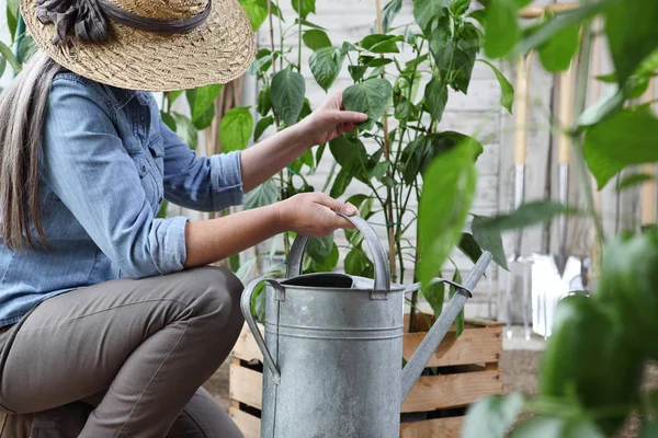 Perempuan Bekerja Kebun Sayuran Dengan Kaleng Berair Peti Penuh Tanaman — Stok Foto