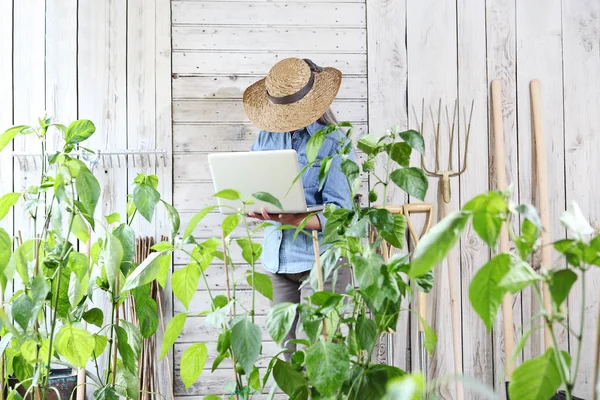 Wanita Kebun Sayur Sayuran Dengan Komputer Laptop Pencarian Internet Dan — Stok Foto