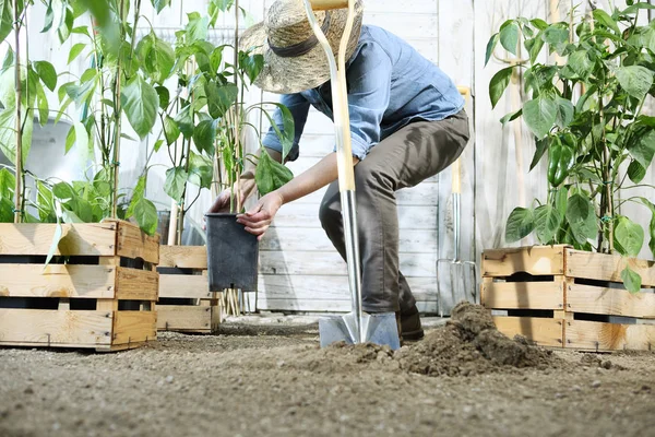 Mujer Planta Huerto Trabajar Excavando Tierra Primavera Con Pala Cerca —  Fotos de Stock