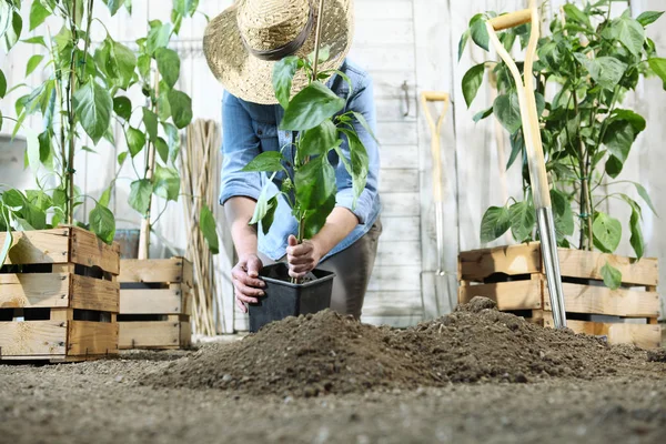 Perempuan Bekerja Kebun Sayuran Dengan Tangan Repot Dan Menanam Tanaman — Stok Foto