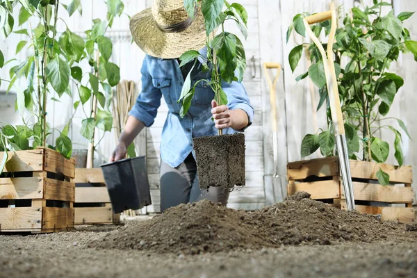 Perempuan Bekerja Kebun Sayuran Dengan Tangan Repot Dan Menanam Tanaman — Stok Foto