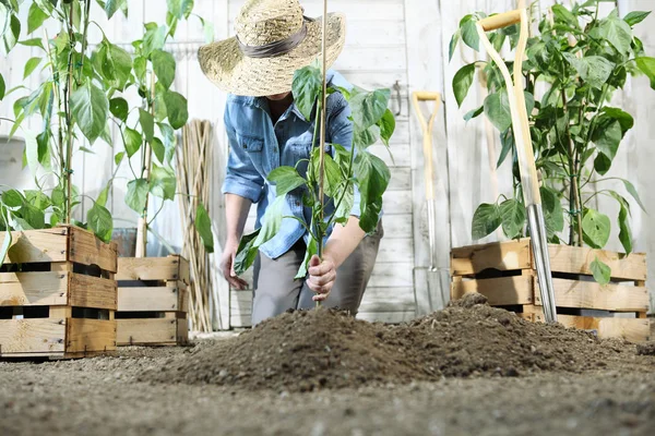 Mujer Trabaja Huerto Con Las Manos Plantando Una Planta Joven — Foto de Stock