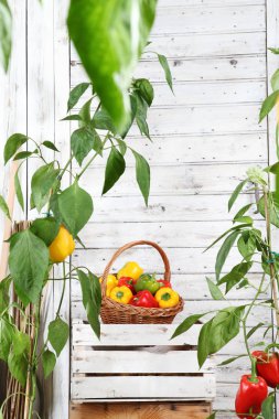 hasır sepet dolu Sebze Bahçesi, büyüme ve hasat kavramı ahşap kutu sandığa üzerinde tatlı renkli biber