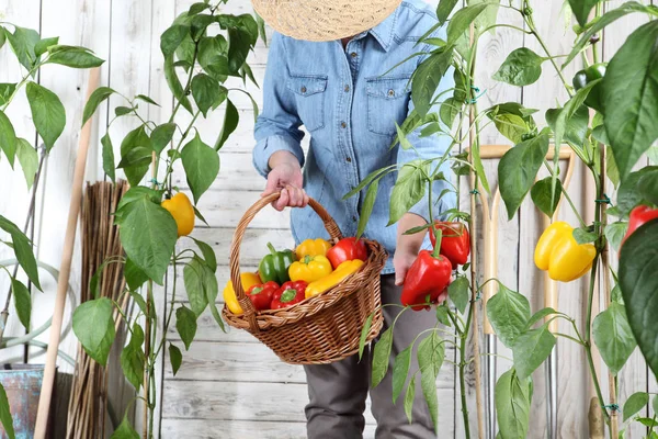 Kvinna Grönsakslandet Med Korg Plocka Färgade Paprika Från Frodiga Gröna — Stockfoto