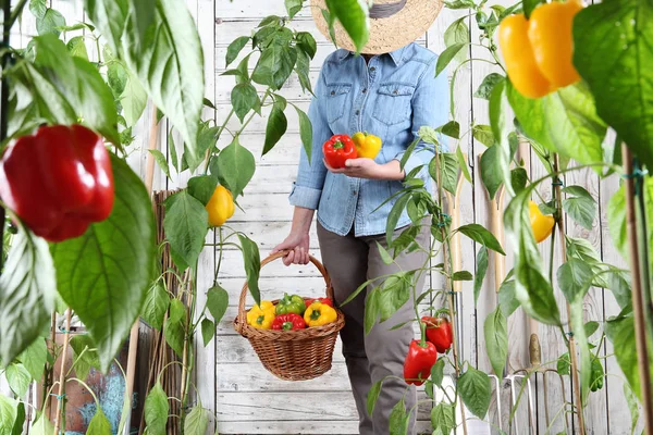 Wanita Kebun Sayuran Dengan Keranjang Wicker Memetik Lada Manis Berwarna — Stok Foto