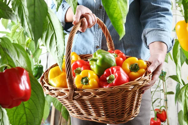 Hands Woman Vegetable Garden Wicker Basket Picking Colored Sweet Peppers — Stock Photo, Image